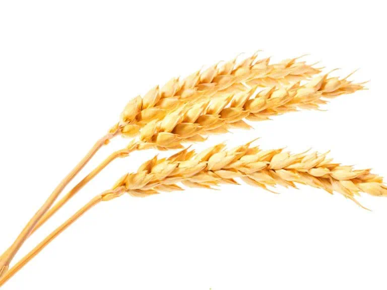 житна диета